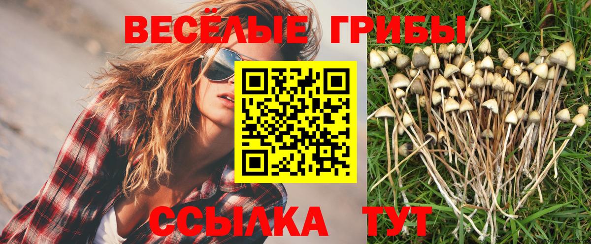 Псилоцибиновые грибы прущие грибы Жигулёвск